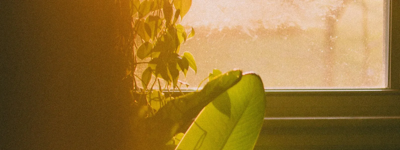 A sunlit window with a plant and warm natural light